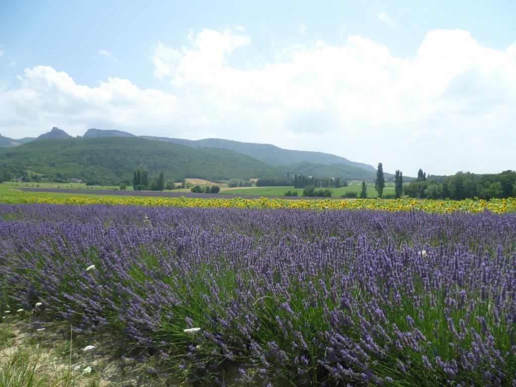 Les Beaux Chenes